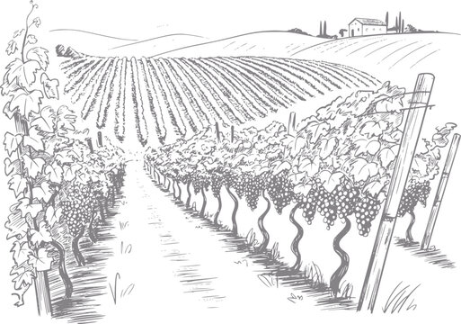 De un pintoresco vi&ntilde;edo con colinas onduladas y una granja lejana