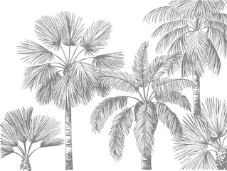 Obraz premium Estilo vintage de palmeras tropicales en tonos de gris
