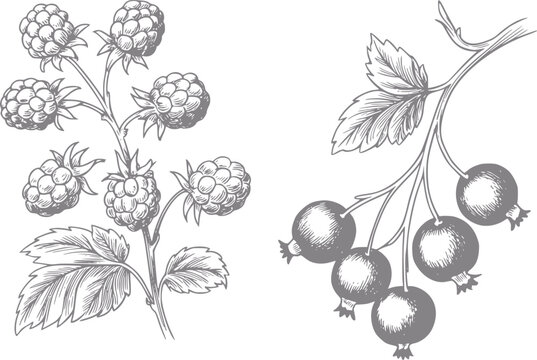 Vintage de frambuesas y grosellas negras en ramas