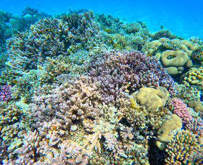 Underwater coral reef on Red sea. Egypt. Tropical sea underwater fishes on reef. Aquarium oceanarium wildlife colorful marine panorama landscape nature snorkel diving ocean sea snorkeling coral fish © Dzmitry