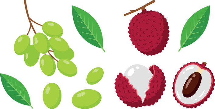 Tropical lychee and olive flat vector icon collection with juicy translucent flesh brown seed single berries and green leaf elements for organic food packaging design