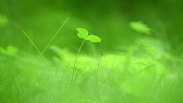 Lush green three leaf clover standing tall amidst soft grass in a verdant field, symbolizing nature, growth, and good fortune with vibrant colors and a serene atmosphere