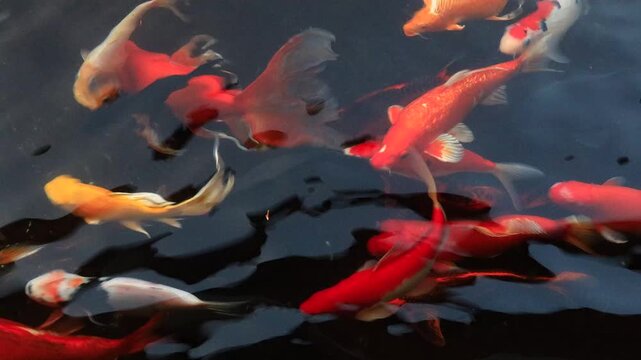 Ornamental Koi and goldfish glide gracefully through dark,mirror-like waters.Their striking hues of fiery orange,lustrous gold, white form a poetic visual contrast,evoking the peace of a Zen garden.