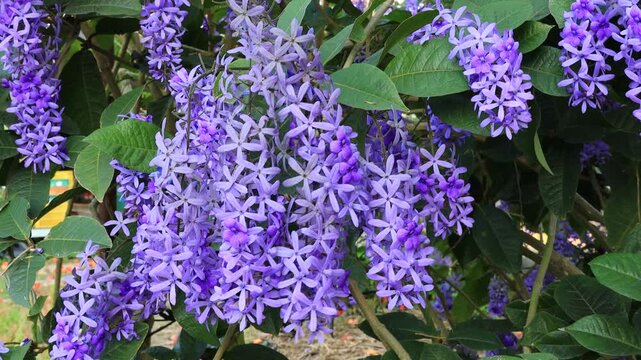 A kinetic tapestry of violet. Cascading Purple Wreath blossoms dance gracefully in a soft breeze, capturing a timeless moment of natural elegance, fluid motion, and serene tropical beauty.