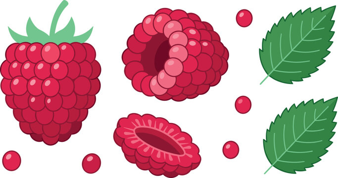 Organic red raspberry flat vector icon collection with sweet wild berries half cuts and textured mint leaves for healthy food design
