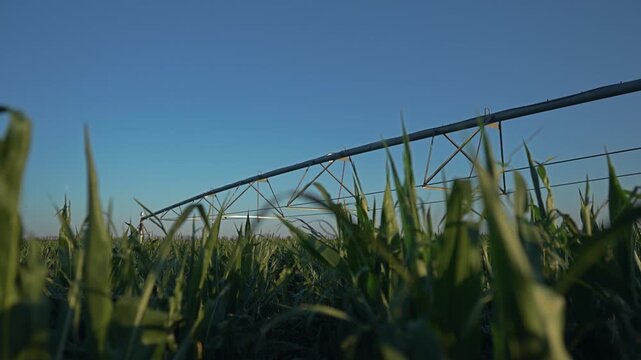 An irrigation pipe in the middle of a field. Green field of crops. A farm machinery in the sky outside. A water pipe located at the center of a field lifestyle.