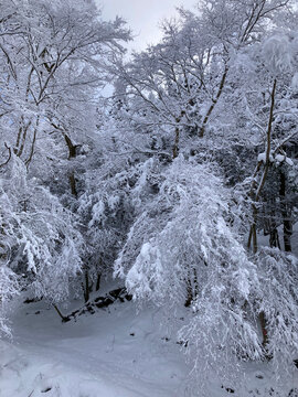 森を真っ白に染める重厚な雪景色と静寂な冬の森