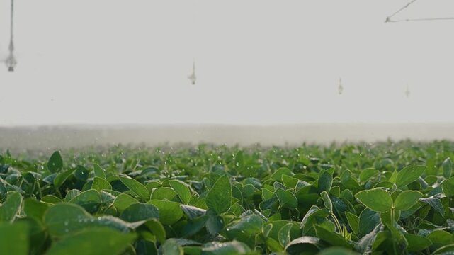 The irrigation system waters the green plants as the green leaves shimmer in sunlight. Sunlight highlights the hydration process on the plants by the irrigation system.
