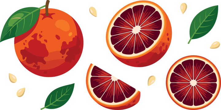 Organic red citrus blood orange elements collection with flat vector icons for healthy tropical juice packaging design and culinary recipe graphics
