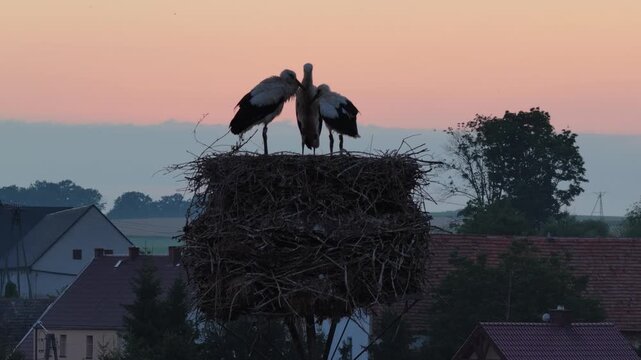 Young white storks waiting in a nest at sunset in a rural village in Poland. Juvenile storks expecting food insummer breeding season against warm evening light.Storks in a nest in the countryside
