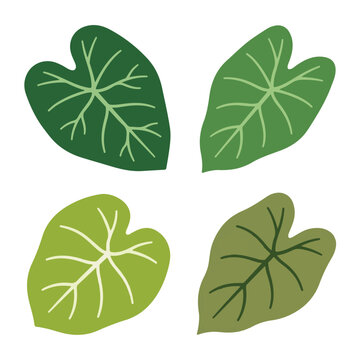 Four Green Elephant Ear Leaves Natural Botanical Illustration