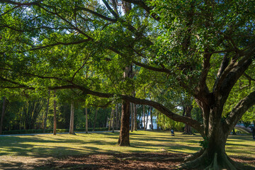 Fototapeta premium Serene green trees spreading over a sunny park lawn