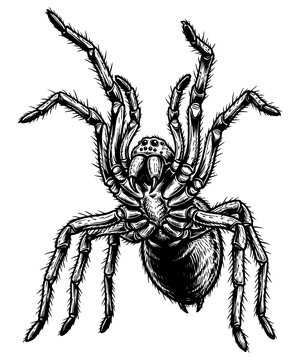 Detailed hairy tarantula spider line art drawing for tattoo and logo