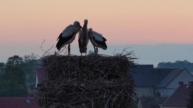 Young white storks waiting in a nest at sunset in a rural village in Poland. Juvenile storks expecting food insummer breeding season against warm evening light.Storks in a nest in the countryside