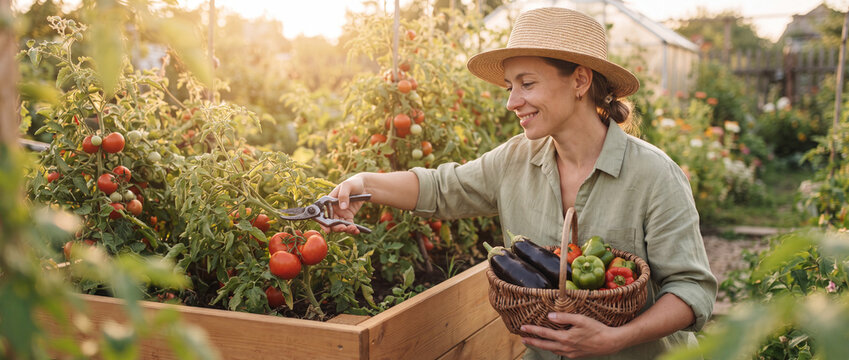 Woman harvesting fresh tomatoes in garden, wearing a straw hat and holding a wicker basket of organic vegetables in warm golden sunlight, perfect for local farming and sustainability concepts