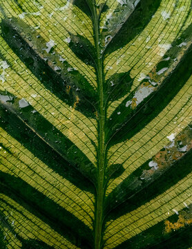 Close up of green palm leaf with clear vein pattern 