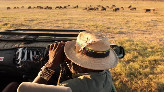 safari guide wearing bush hat looking at herd of water buffalo, Zambezi National Park, Zimbabwe, Africa