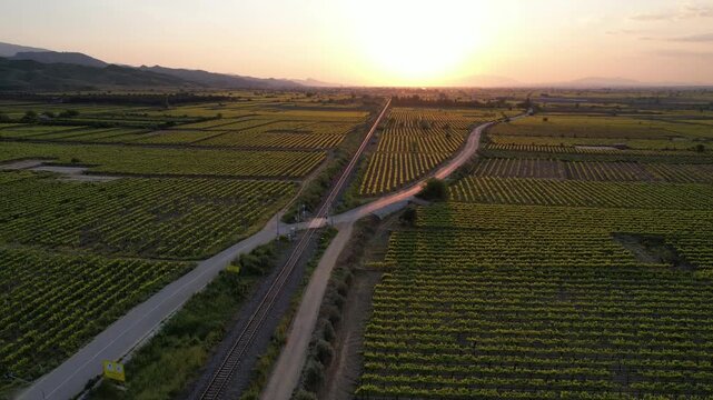 Expansive agricultural landscape showing vineyards and green fields from an aerial perspective, fa01