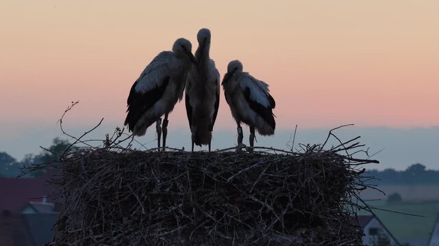 Young white storks waiting in a nest at sunset in a rural village in Poland. Juvenile storks expecting food insummer breeding season against warm evening light.Storks in a nest in the countryside