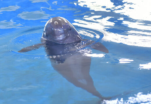 Porpoise Swims Through Clear Blue Ocean Water With Elegance
