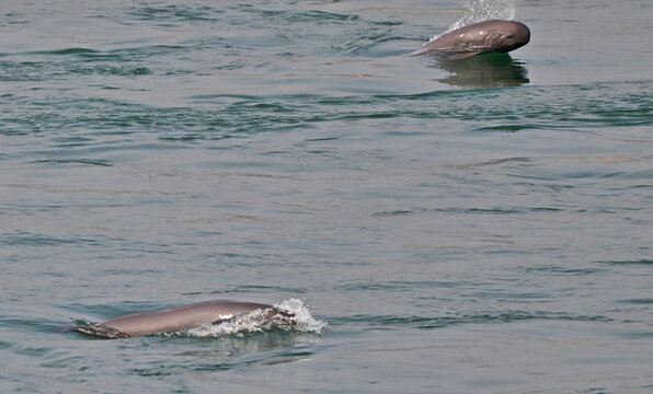 Yangtze River Porpoises Playing in Waters