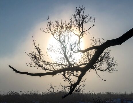 Bare winter tree branch silhouette crossing diagonally in front of a bright glowing orb with soft mist