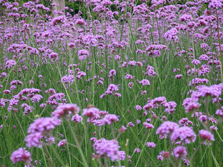 Fototapeta premium Purple Armeria Flowers in Full Bloom - Garden Landscape