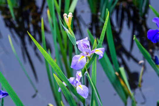 Purple Iris Flowers Blooming with Shallow Depth of Field