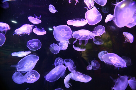 Purple Jellyfish Gracefully Floating in Deep Sea Water