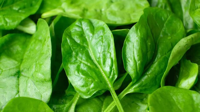 Fresh green spinach leaves close up