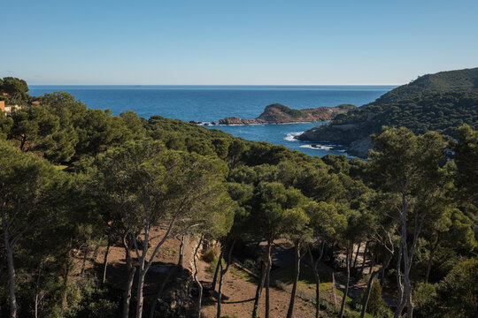 Lush pine forest above calm blue sea and rocky shoreline with distant headland, scenic coastal landscape under clear bright sky and warm sunlight for travel, nature and relaxation