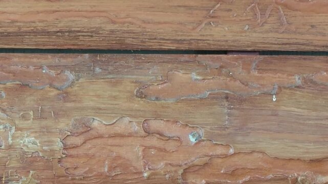 Wooden surface, teak wood , wood old texture background
