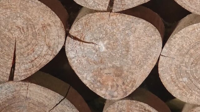 Teak log cross-section surface  , Teak wood  ,  wood background ,
