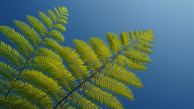 Vibrant green fronds of Cyathea contaminans also named Tree Fern extend outdoors. Low angle photography captures sharp botanical details against clear blue sky in sunlight.