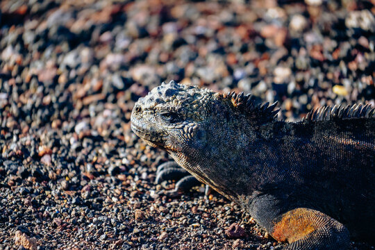 Marine iguanas basking by the sea
