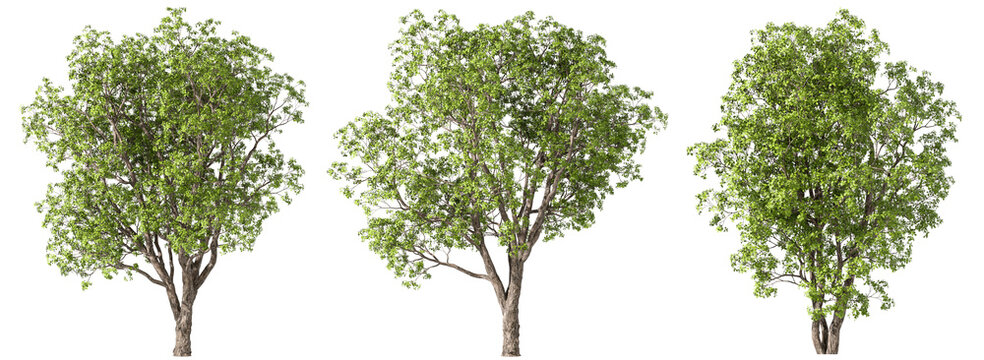Green forested peaceful trees set cut-out on transparent backgrounds 3d rendering png