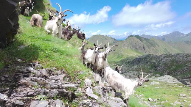 Herd of Mountain Goats Grazing on Rocky Green Alpine Hillside
