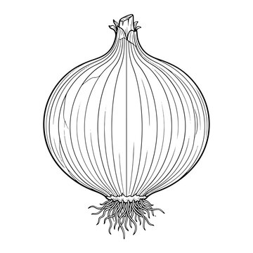 Vintage onion line art illustration, hand drawn vegetable sketch vector, botanical onion bulb engraving for organic food packaging and menus