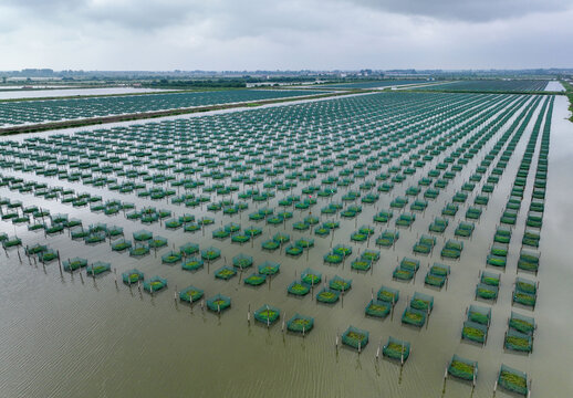 Aerial Aquaculture Farm with Green Nets and Growing Beds