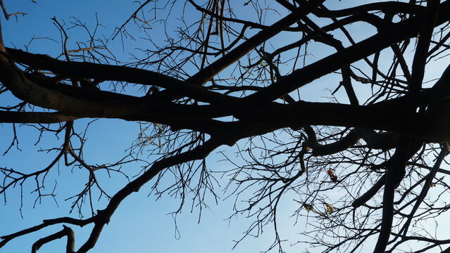 Bare tree branches form a striking, intricate silhouette against a vibrant, clear blue sky, capturing the quiet beauty and skeletal elegance of dormancy