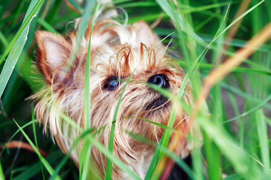 Yorkshire Terrier