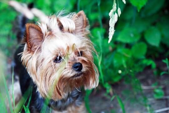 Yorkshire Terrier