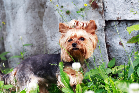 Yorkshire Terrier