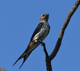Hirondelle à gorge striée © Louis