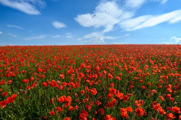 Beautiful summer day over red poppy field © Piotr Krzeslak