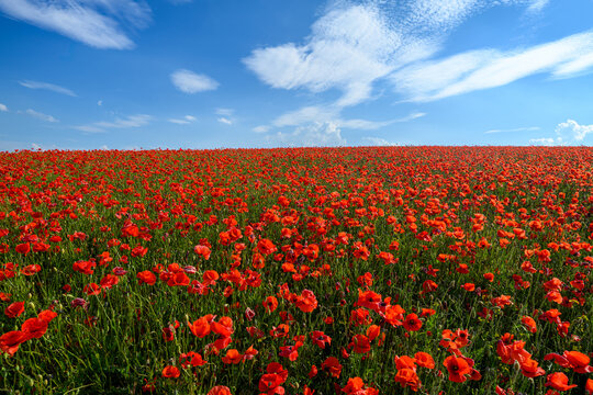Beautiful summer day over red poppy field