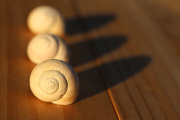 Three spiral snail shells arranged in a diagonal line casting long shadows on a wooden surface in warm sunlight © UMIT