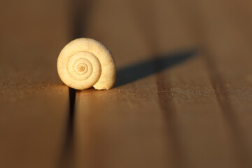 Single spiral snail shell casting a long shadow on a wooden surface in warm evening light. © UMIT