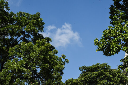 Lush green leaves of tree with clear blue sky and thin white clouds.