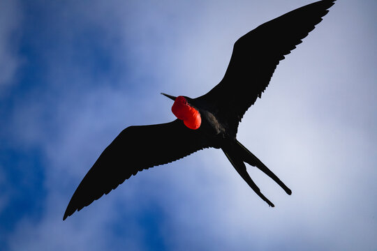 The frigatebirds of the Gal&aacute;pagos have red gular sacs